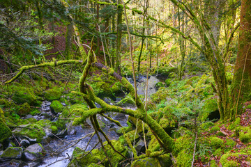 Die Teichschlucht zwischen Gütenbach und Wildgutach im mittleren Schwarzwald ist ein naturnaher Bachlauf im Bannwald mit moos-bedeckten Granit-Steinblöcken