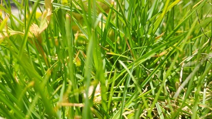 green grass background