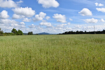 Fototapeta premium A field in crop in summer, Sainte-Apolline, Québec, Canada