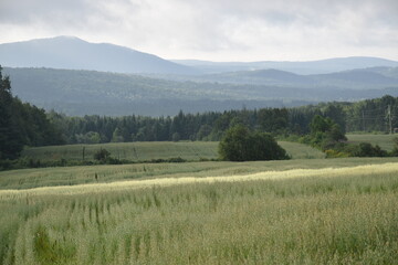 An oat field in summer, Sainte-Apolline, Québec, Canada