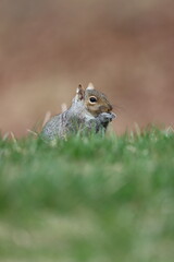 Profile of an eastern gray squirrel eating