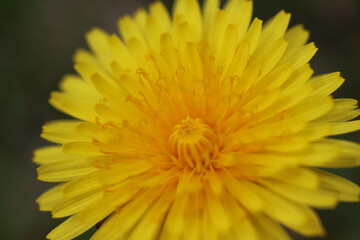 Macro dandelion in spring sunshine
