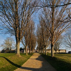 trees in the park