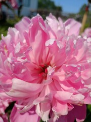 pink peony flower