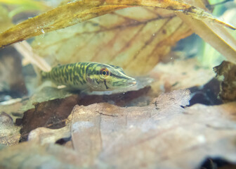Northern pike young Esox lucius