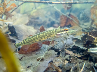 Northern pike young Esox lucius