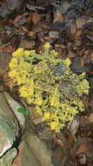 Yellow Slime Mold (Fuligo septica) Close-Up