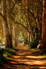 Naklejka premium Sunlit Dirt Path Through a Tree-Lined Avenue