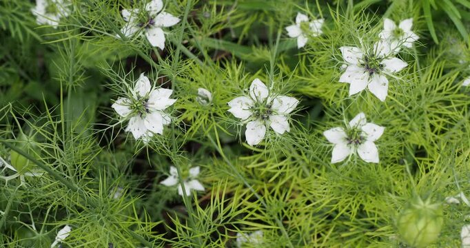 Pretty decorative white flowers of Love-in-a mist (Nigella damascena 'Alba') with fine foliage ferny-like growing in abundant bouquets in cottage garden

