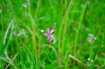 Kuckucks-Lichtnelke auf einer Wiese
