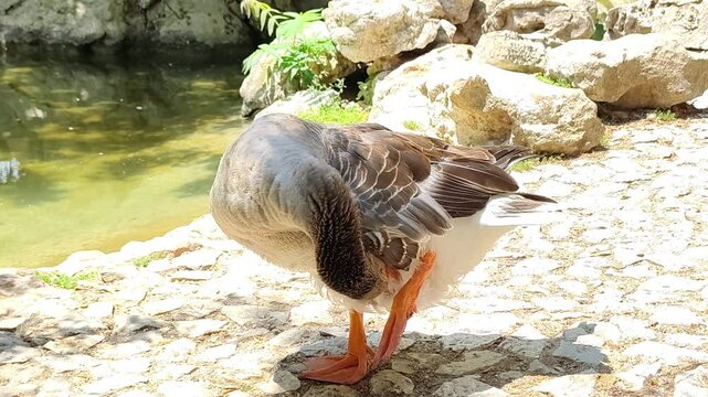 A proud grey goose preens its feathers by a serene pond in the National Garden of Athens, Greece, a majestic closeup, capturing its grace and natural elegance.