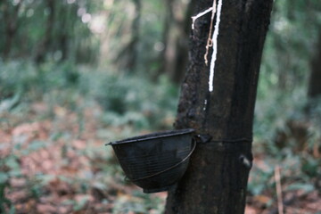 A black bucket is hanging from a tree