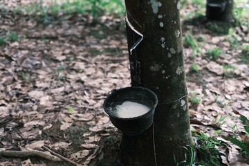 A tree with a black bowl on it