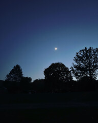moon and tree