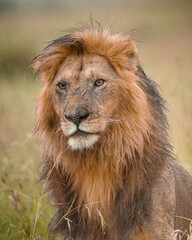 Portrait of a male lion with a scarred face, staring calmly through light rain.