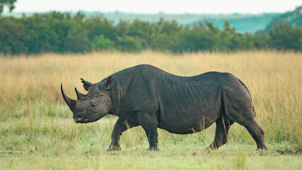 Obraz premium Black rhino walks through open savanna with birds perched on its back.