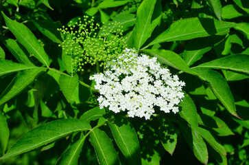 Elder flower
