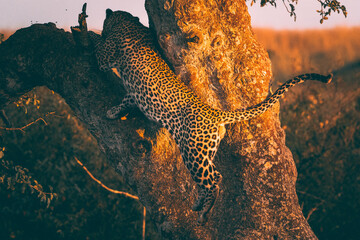 Leopard gracefully climbs a tree in golden light, highlighting its vibrant coat.