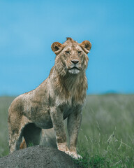 Young male lion standing tall on a rock under a bright blue sky in the Maasai Mara.