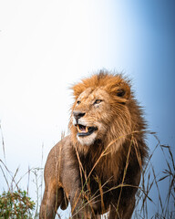 Majestic male lion looks alert and focused, standing tall amidst golden grass under a bright sky.