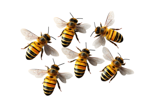 Group of bees, honey bee swarm on a transparent background