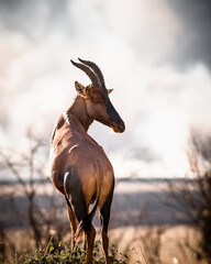 Topi antelope looks back over its shoulder against a misty savannah backdrop.