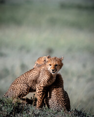 Cheetah cubs cuddle atop a mound in the African savannah, bonding closely.