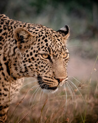 Leopard stalking through tall grass with intense focus.
