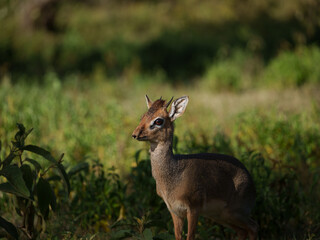 African Wildlife: A Gentle Dik-dik in the Bush