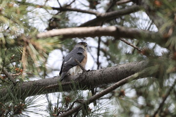 The Japanese sparrowhawk (Tachyspiza gularis) is a bird of prey in the family Accipitridae. This photo was taken in Japan.