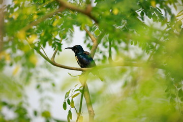 Male Purple Sunbird perched on a tree branch in natural surrounings