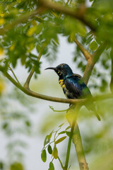 Male Purple Sunbird perched on a tree branch in natural surrounings