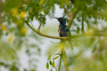 Male Purple Sunbird perched on a tree branch in natural surrounings