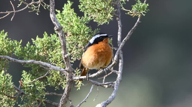 Male Moussier's redstart singing