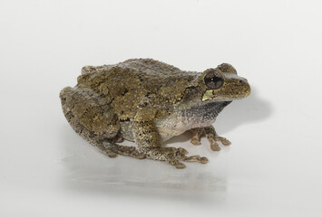 An Eastern Gray Treefrog (Hyla versicolor) on white background.  Despite the common name of this species, these frogs can change color from bright green, to olive and tan, to light gray. 