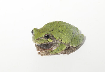 Adult male eastern gray treefrog (Hyla versicolor). The crouched posture of the frog with its limbs tucked under the body helps it conserve water. 