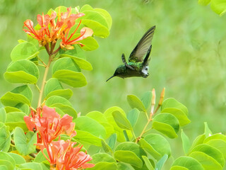 Colibri madère en vol en Martinique