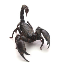 Cretan Scorpion