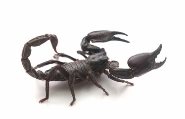 High angle view of scorpion on rock,United States,USA 