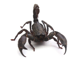 Close-up of crab on rock,South Africa