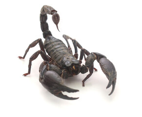 High angle view of scorpion on rock,United States,USA 