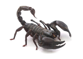 Laotian Giant Scorpion Black Scorpion on Rocky Ground