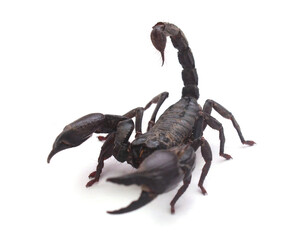 Close-up of scorpion against white background,Trento,Italy