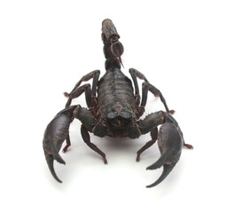Close-up of a black Asian forest scorpion (Heterometrus spinifer) against a white background