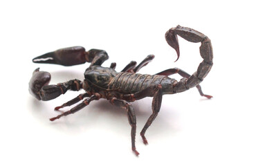 Laotian Giant Scorpion Black Scorpion on Rocky Ground