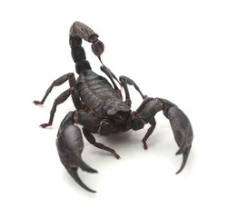 Close-up of figurines against white background,Thailand