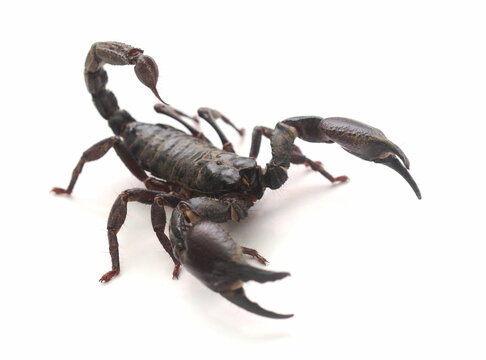 Buthus occitanus (common yellow scorpion, common European scorpion) - young and adult 