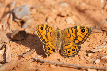 Mariposa saltacercas Lasiommata megera posada en suelo arcilloso, Alcoy, España