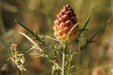 Planta Rhaponticum coniferum con piña de san juan en el sotobosque de pinos, Alcoy, España