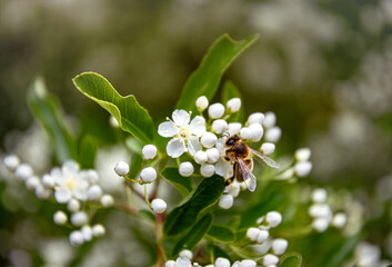 White fragrant hawthorn flowers ad a bee collecting nectar